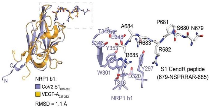 Neuropiline-1 et la protéine Spike