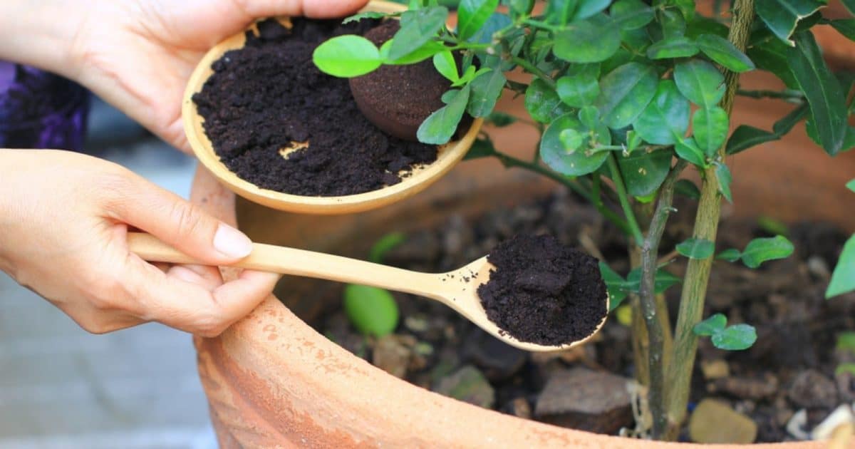 Astuce jardin : Comment utiliser le marc de café pour un jardin en bonne santé !