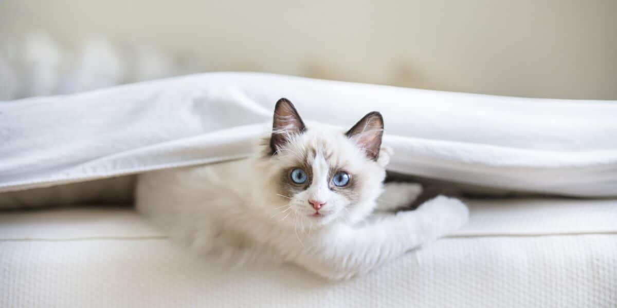 Animal : voici quelques astuces pour empêcher votre chat de faire pipi sur votre lit !