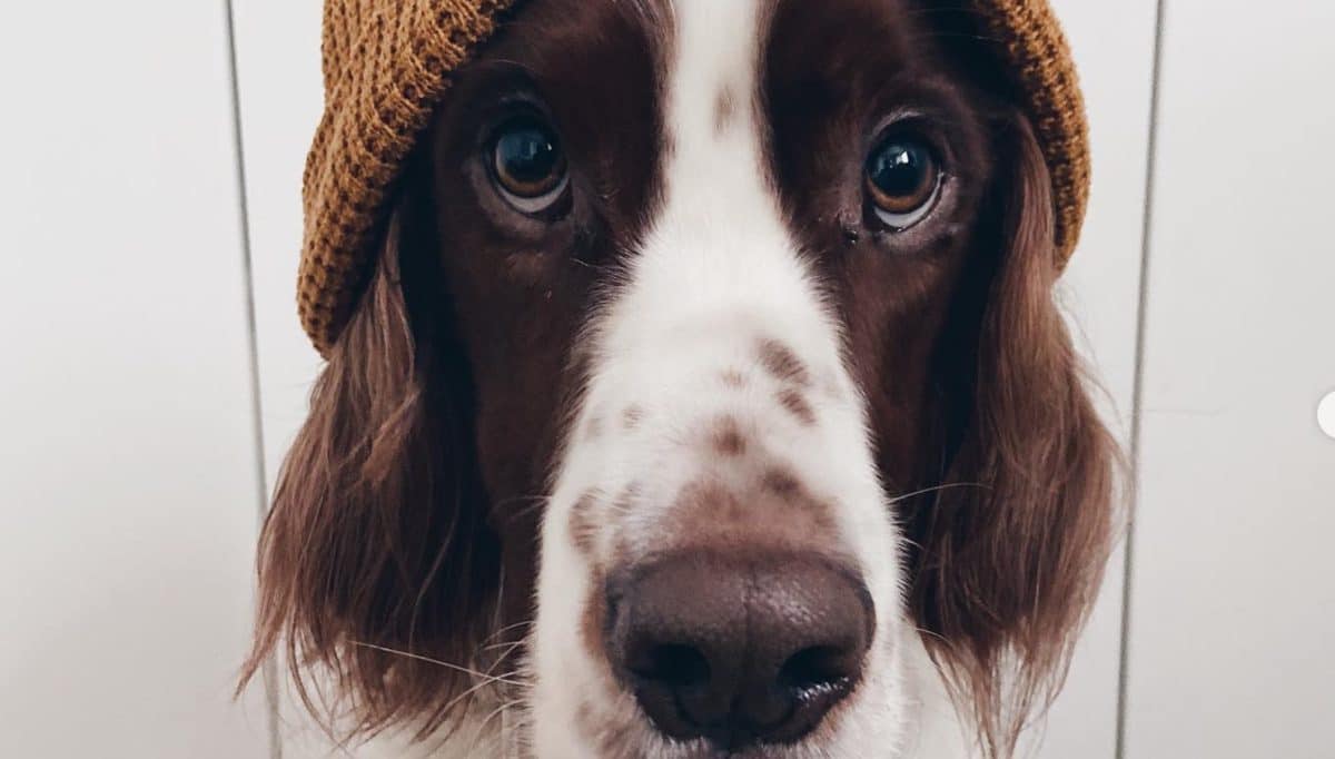 Un chien avec une bonne mémoire - Source : Instagram