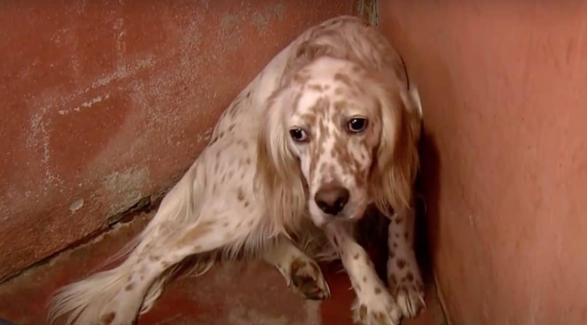 Un chien abandonné - Source : YouTube