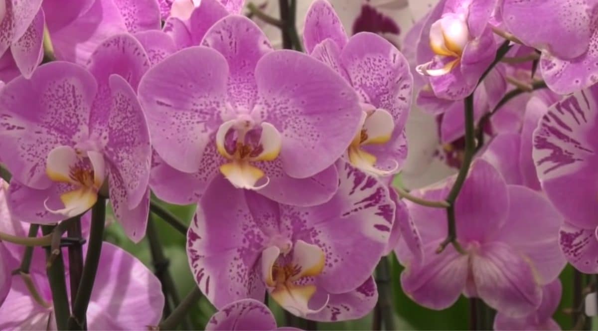 De belles orchidées - Source : YouTube