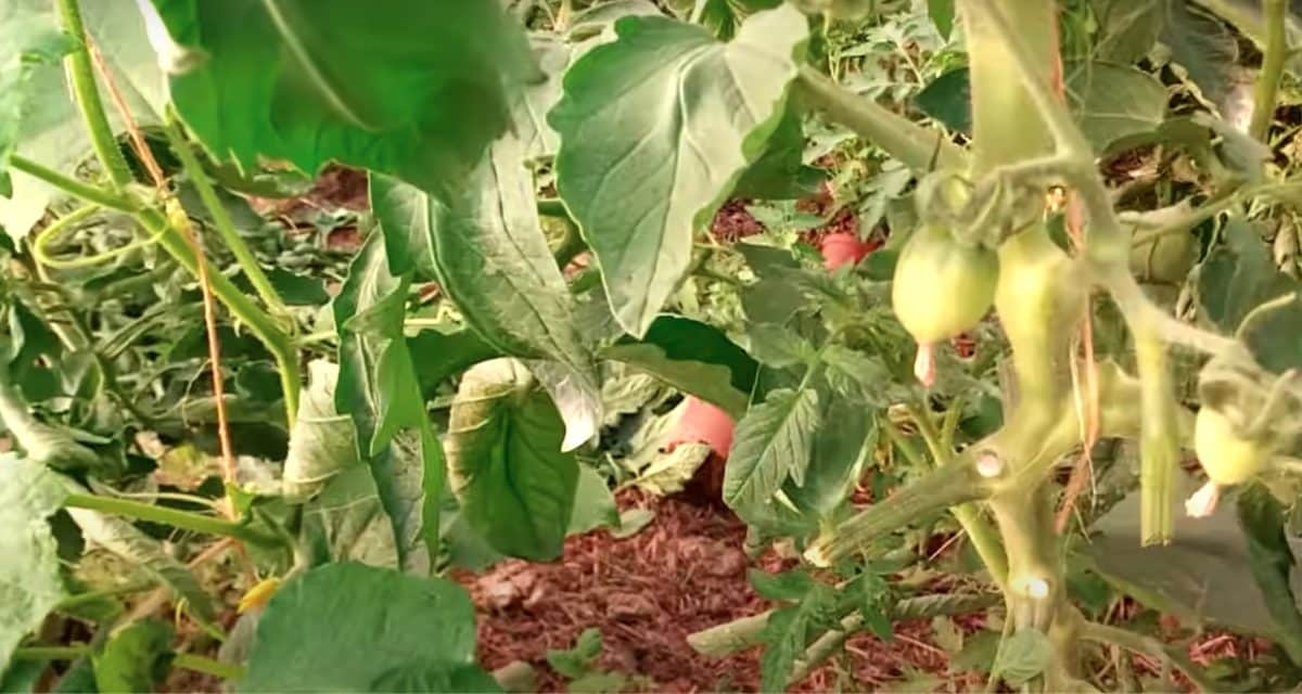Un plant de tomates malade - Source : YouTube